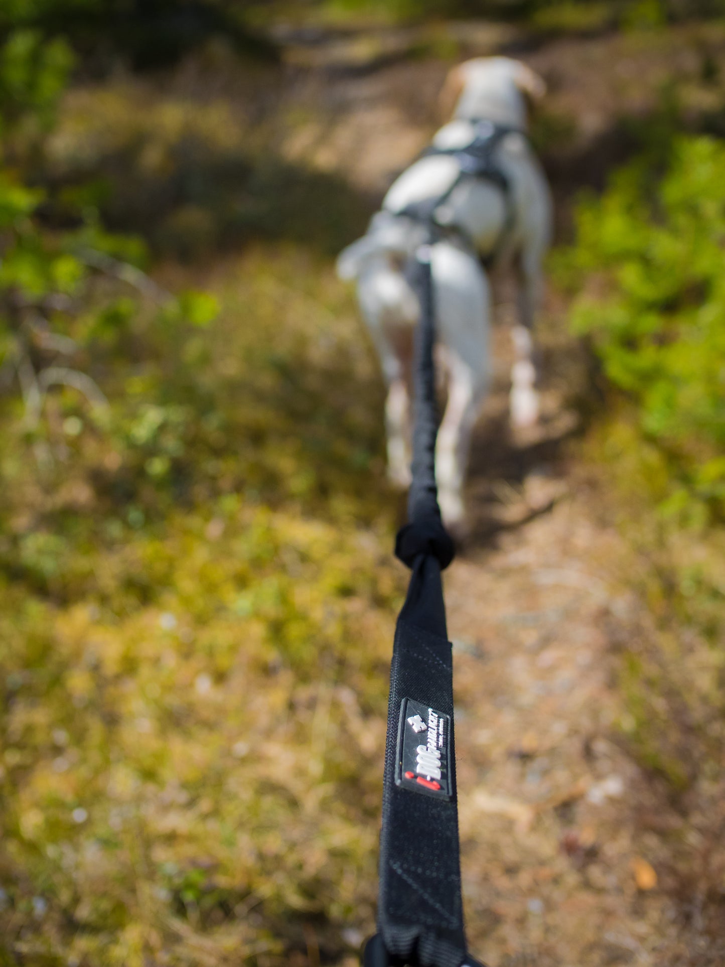 LASTIC LEASH CANITRAIL