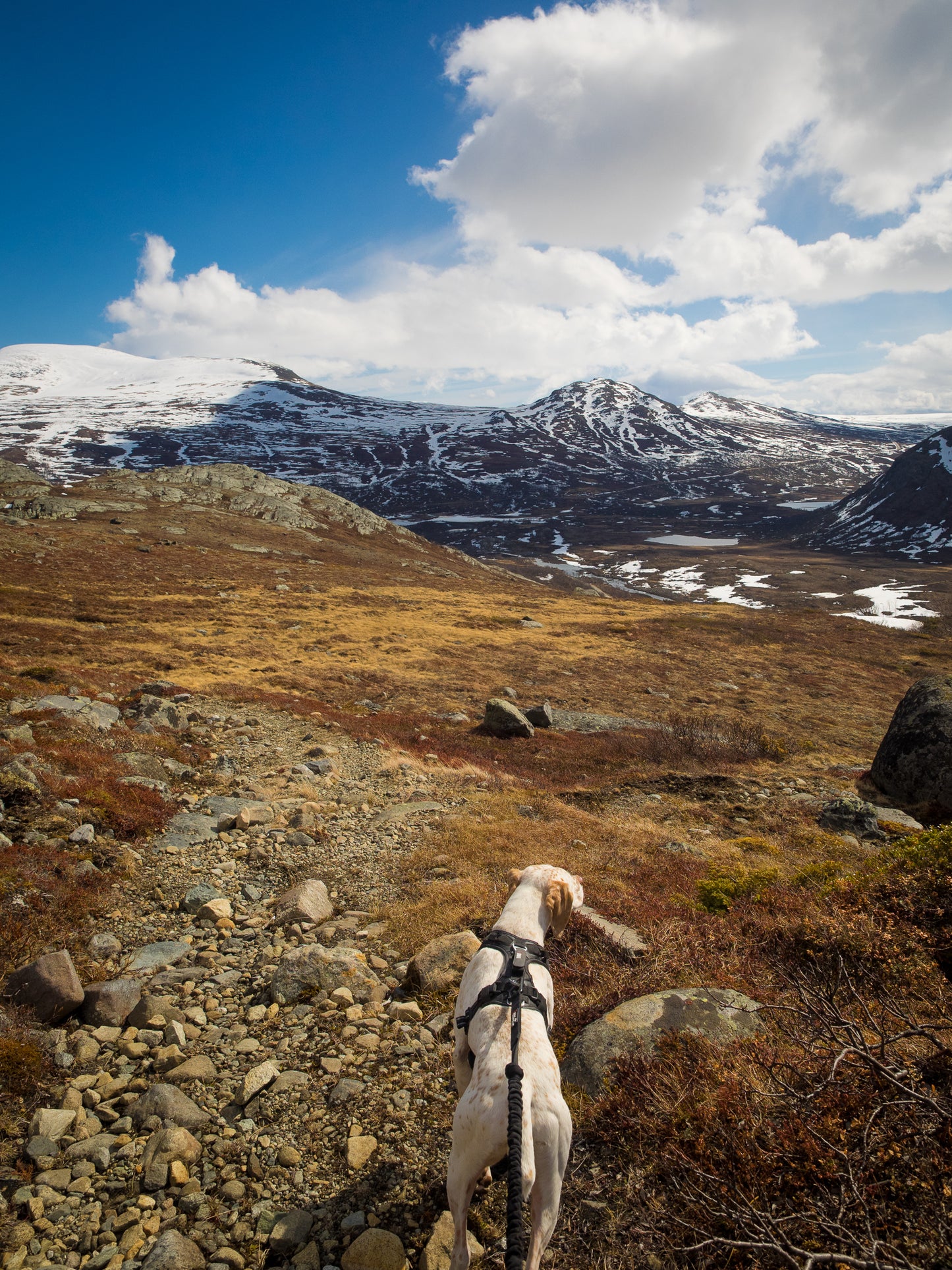 LASTIC LEASH CANITRAIL