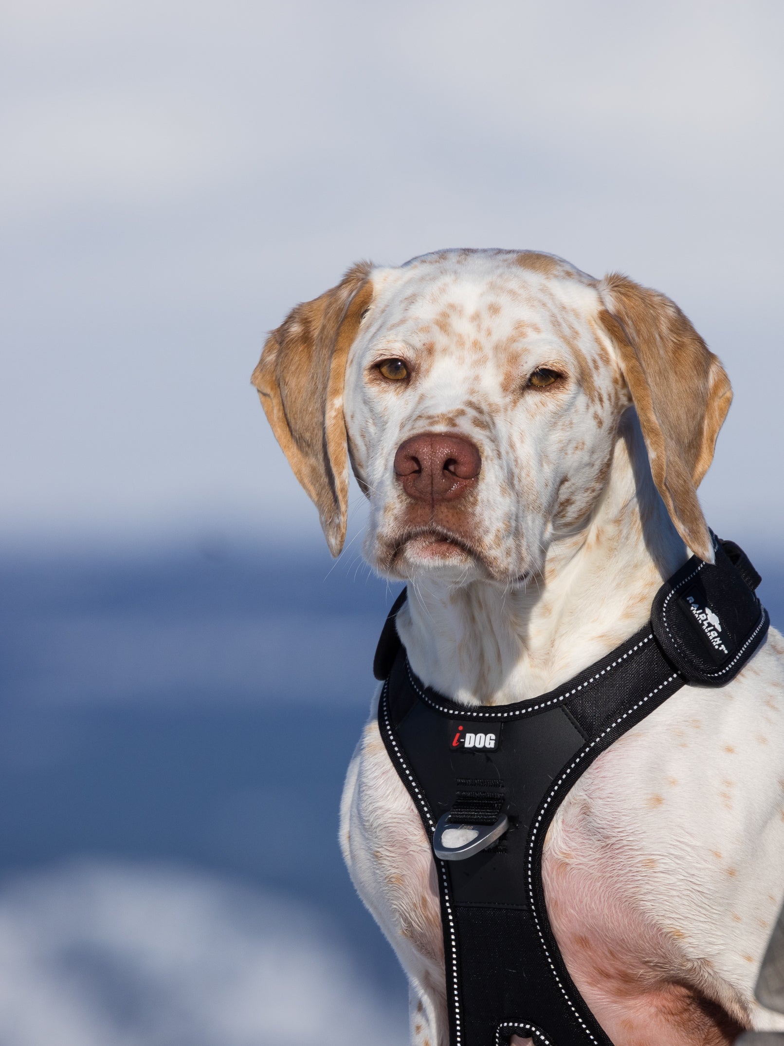 Raidlight X i DOG Dog Harness for trail running and CaniX